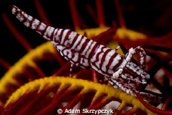 Shrimp on feather star - 105 + inon 165 closeup lens. by Adam Skrzypczyk 